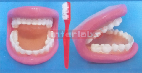 MIDDLE WHOLY DENTAL CARE DEMONSTRATION MODEL